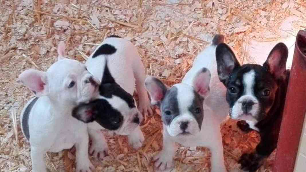 vě pěkná štěňata francouzského buldoka