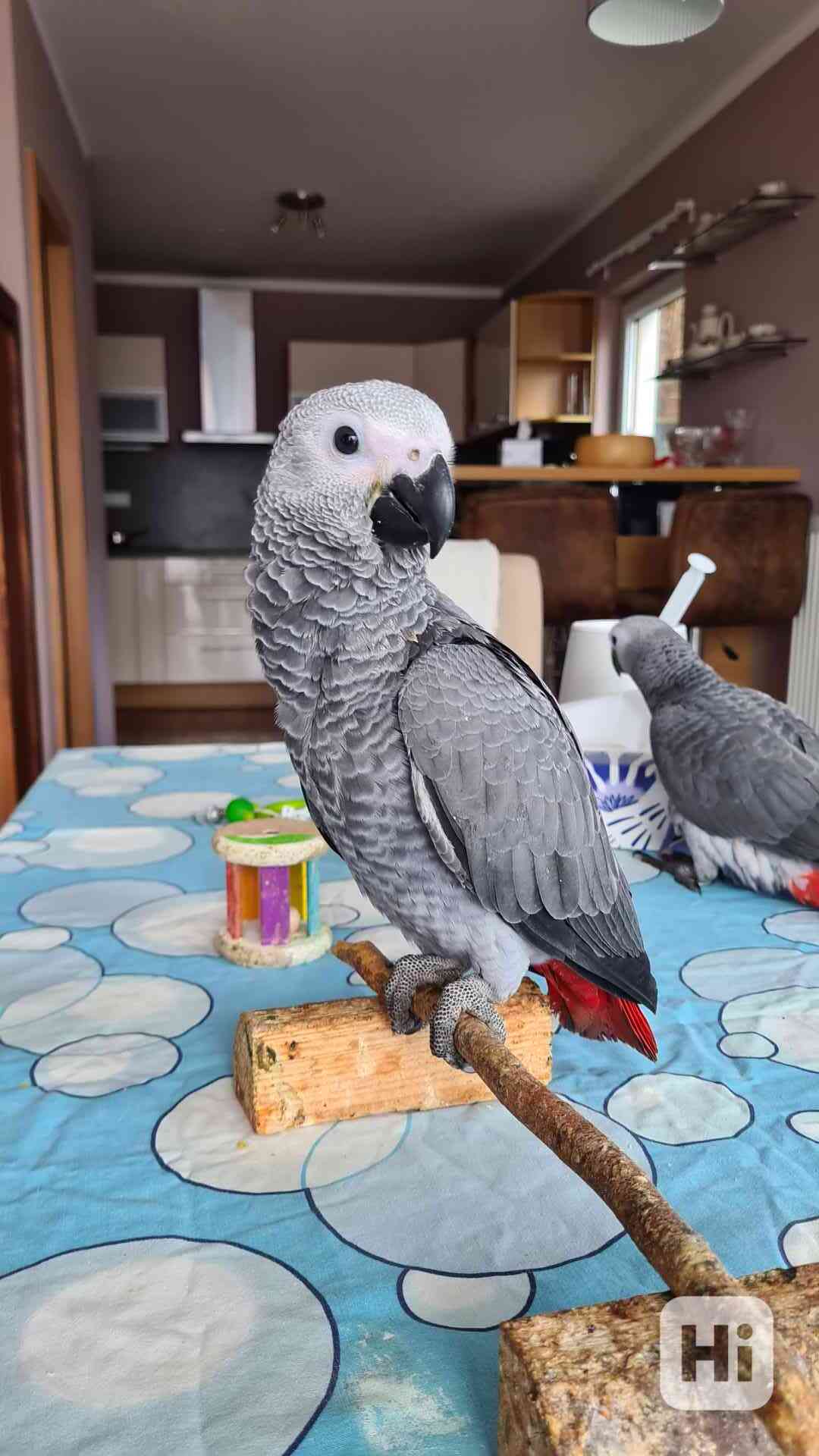 Ručně dokrmená mláďata Žako - foto 1