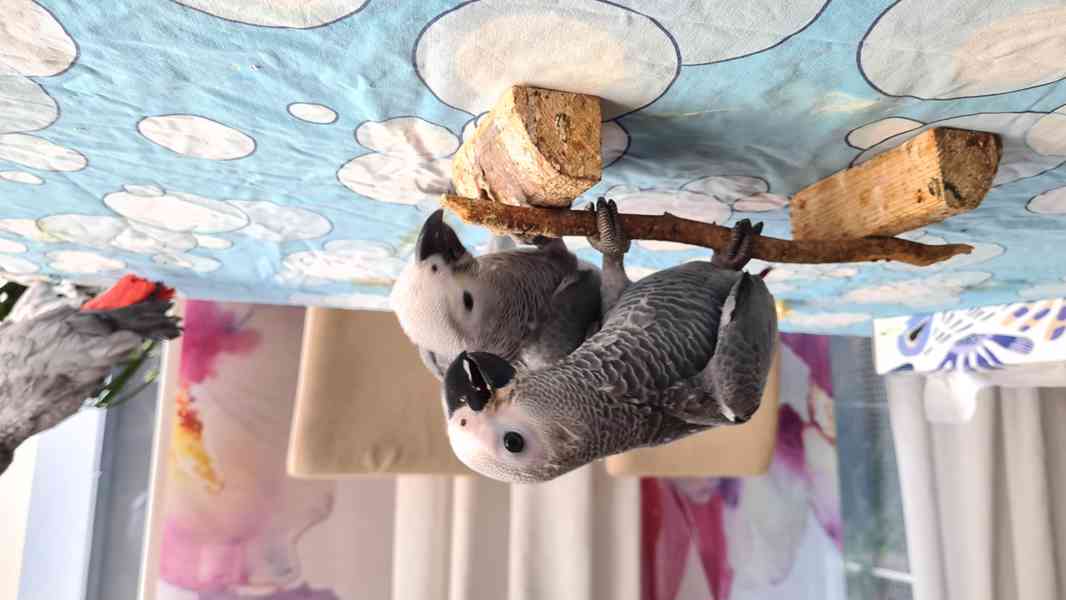 Ručně dokrmená mláďata Žako - foto 3