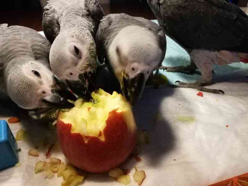 Ručně dokrmená mláďata Žako - foto 4