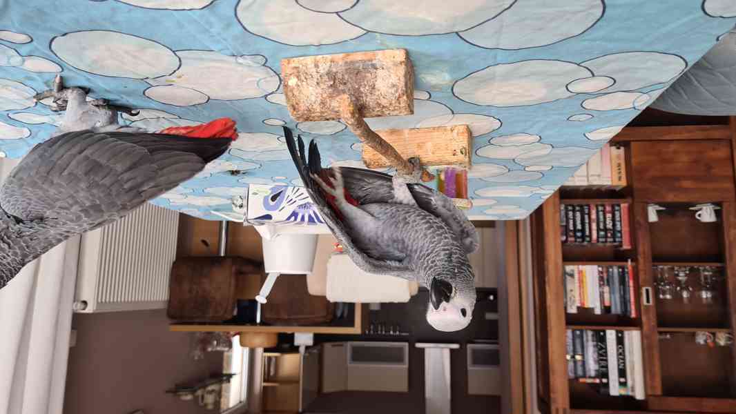 Ručně dokrmená mláďata Žako - foto 2