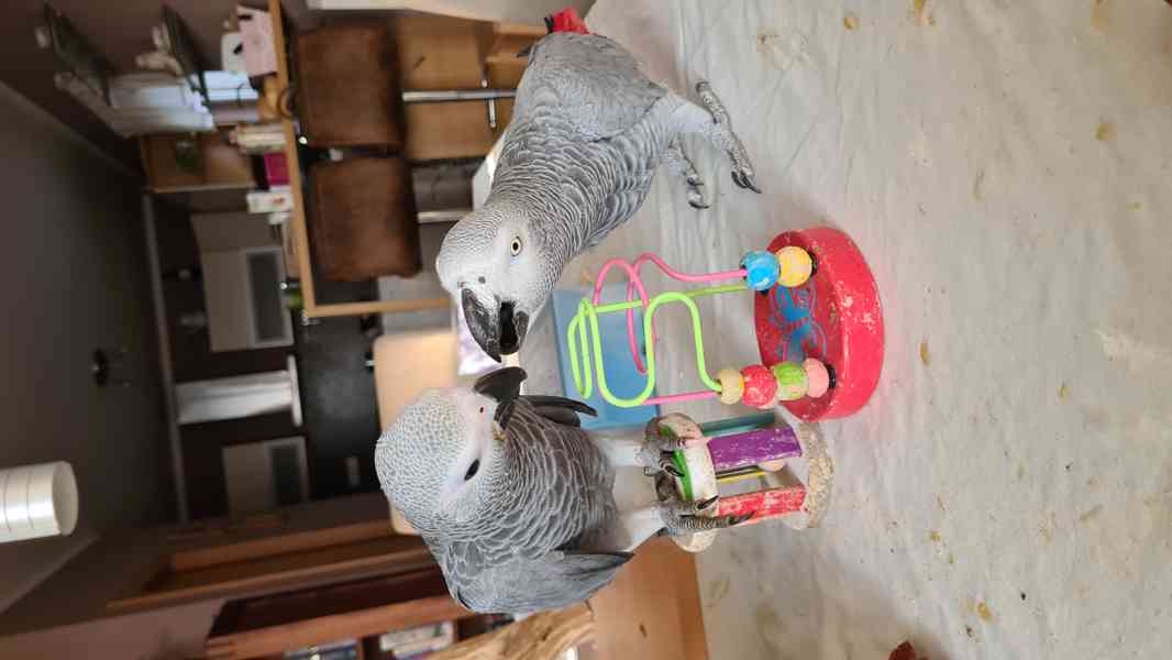 Ručně dokrmená mláďata Žako - foto 6