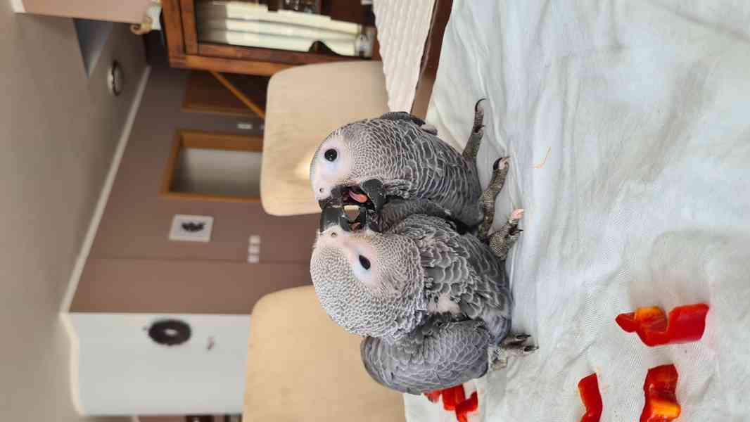 Ručně dokrmená mláďata Žako - foto 5