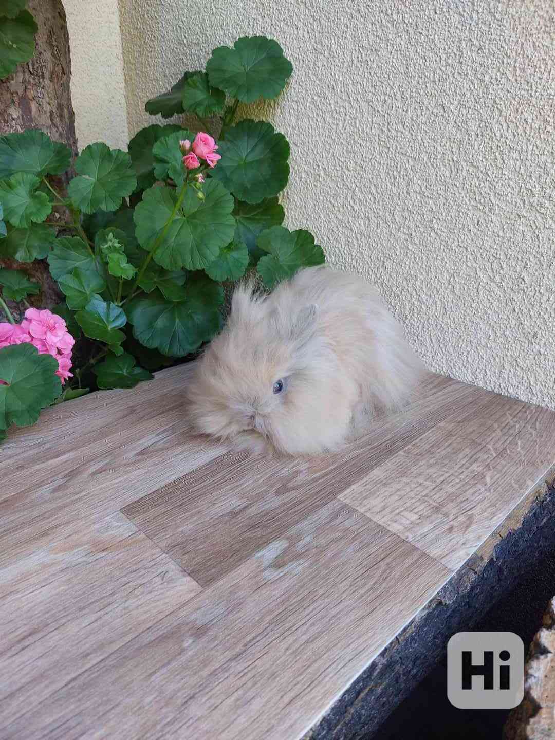 Zakrslý králík TEDDY - japanovitý sameček - foto 1