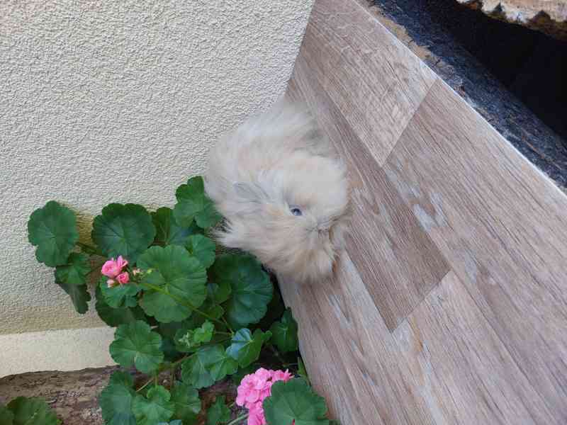 Zakrslý králík TEDDY - japanovitý sameček - foto 1