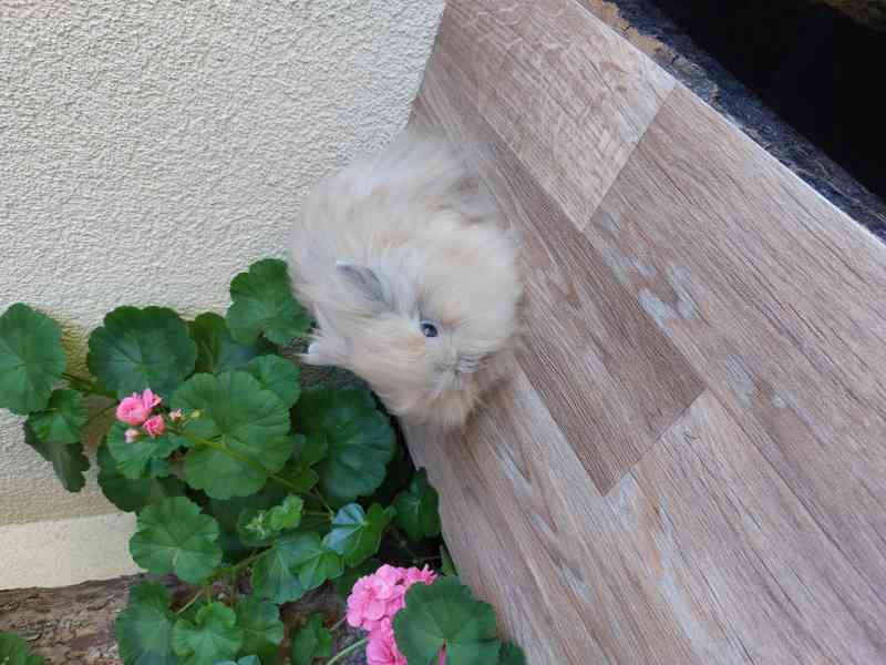 Zakrslý králík TEDDY - japanovitý sameček - foto 2