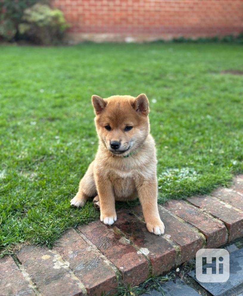 Registrace japonského shiba-inu v KC - foto 1