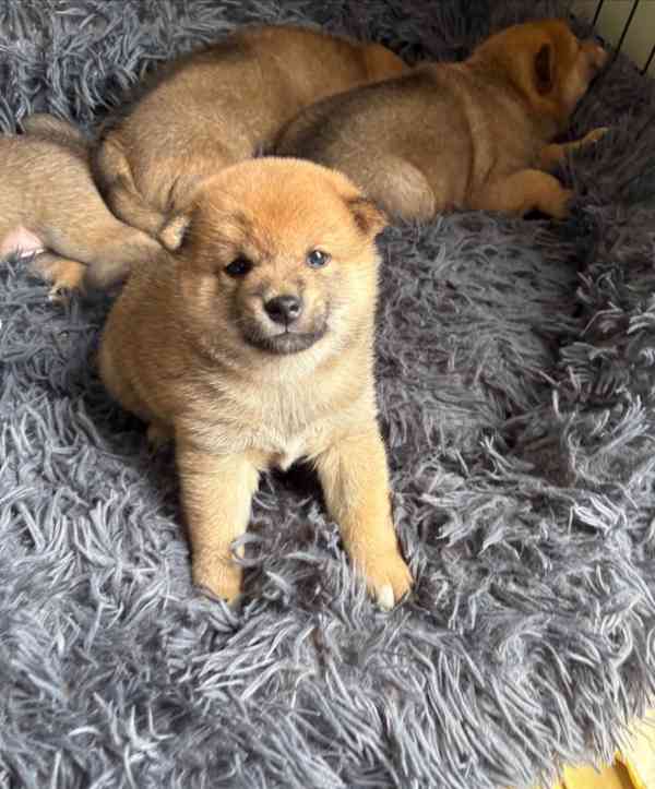 Registrace japonského shiba-inu v KC - foto 2