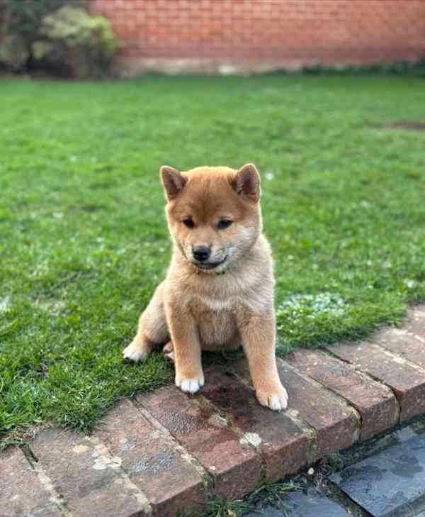Registrace japonského shiba-inu v KC - foto 1