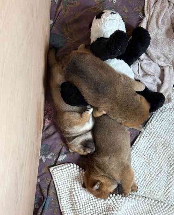 Registrace japonského shiba-inu v KC - foto 4