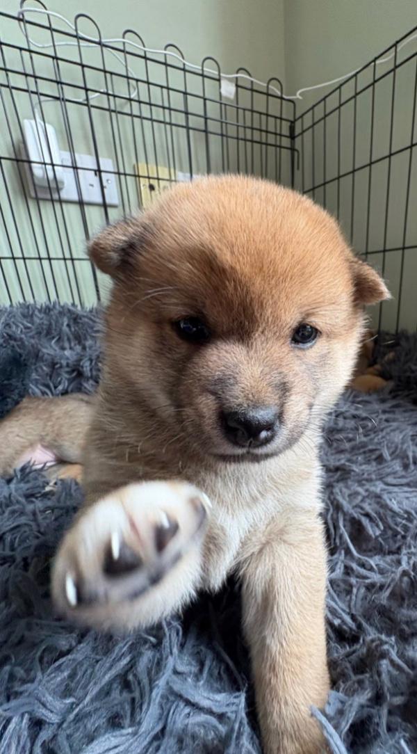 Registrace japonského shiba-inu v KC - foto 3