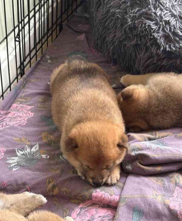 Registrace japonského shiba-inu v KC - foto 5