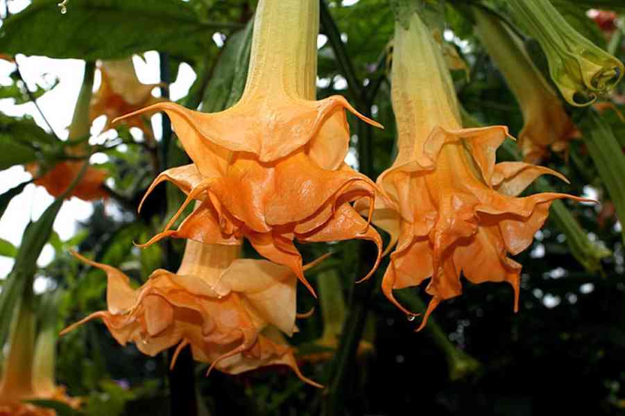 Řízek Brugmansia Angels Amber Queen - Andělská trumpeta - foto 1