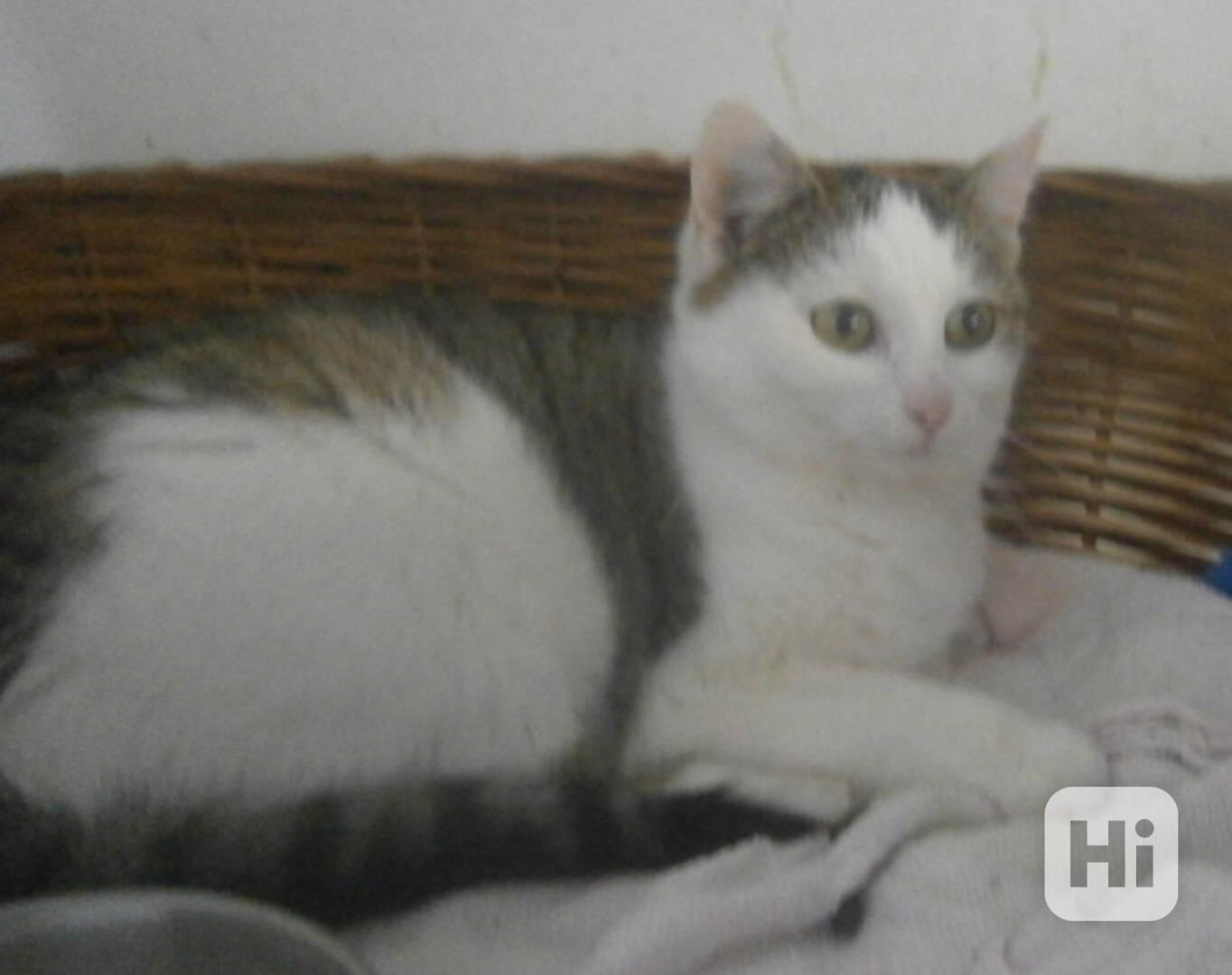 Hodná, mazlivá, pohodová 2roční bílomourinka Kája - foto 1