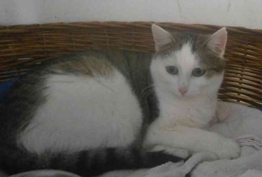 Hodná, mazlivá, pohodová 2roční bílomourinka Kája - foto 2