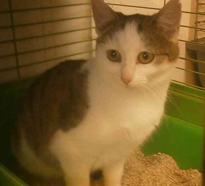 Hodná, mazlivá, pohodová 2roční bílomourinka Kája - foto 4