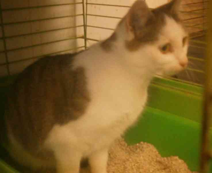 Hodná, mazlivá, pohodová 2roční bílomourinka Kája - foto 3