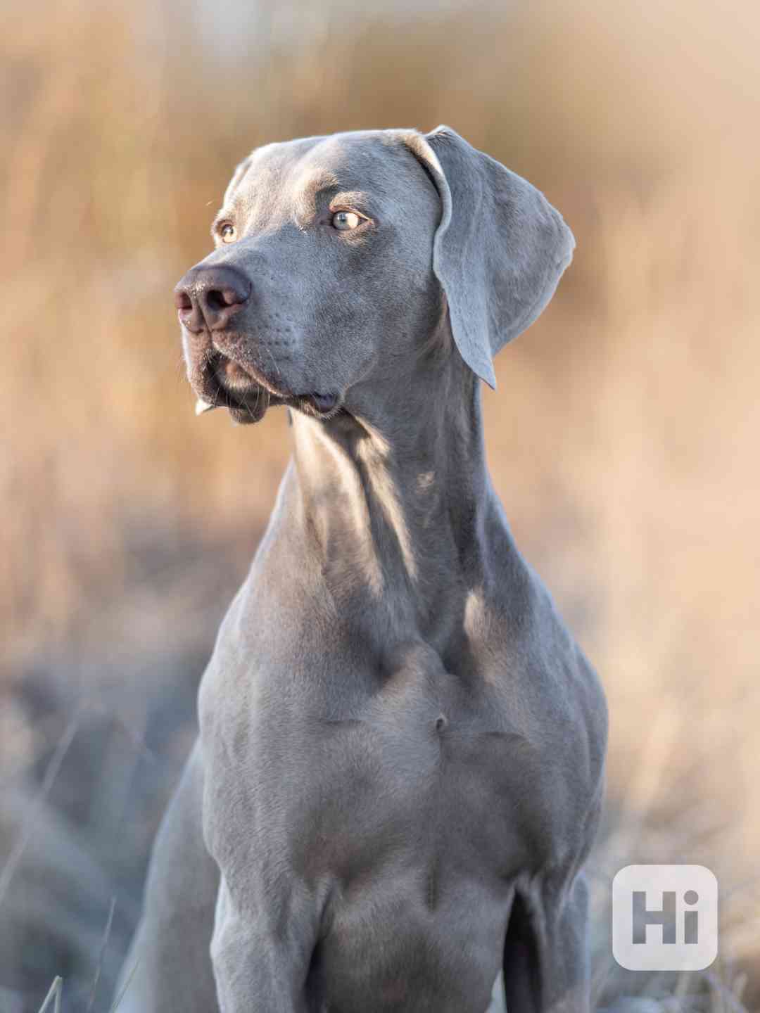 Výmarský ohař - štěně s PP - foto 1