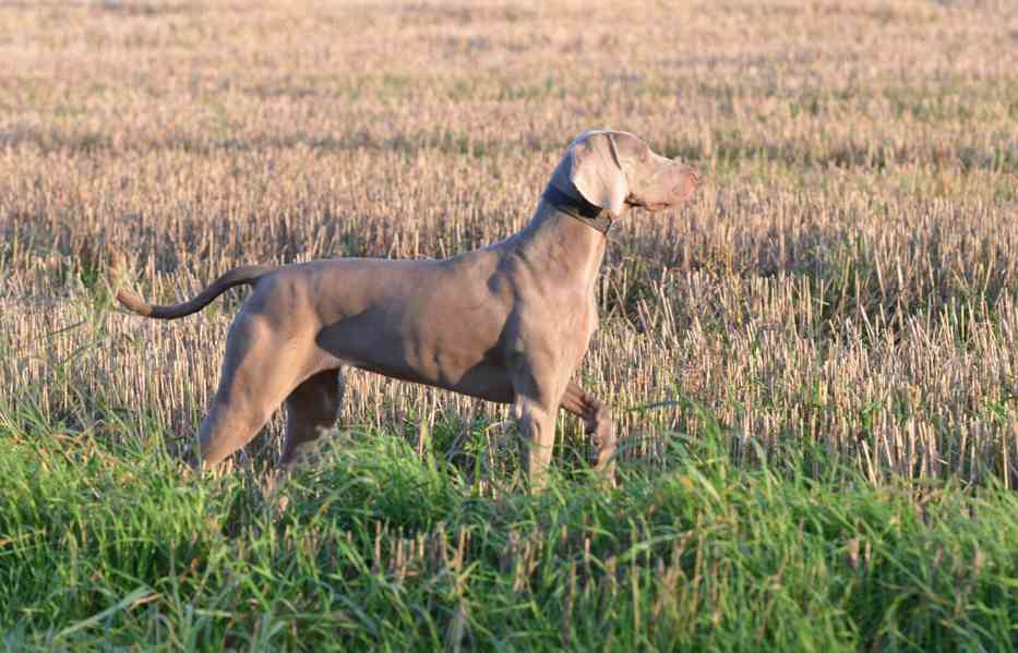 Výmarský ohař - štěně s PP - foto 3