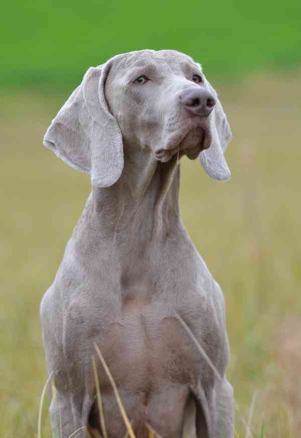 Výmarský ohař - štěně s PP - foto 2