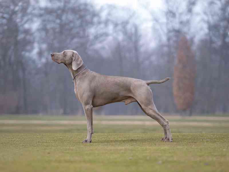Výmarský ohař - štěně s PP - foto 4
