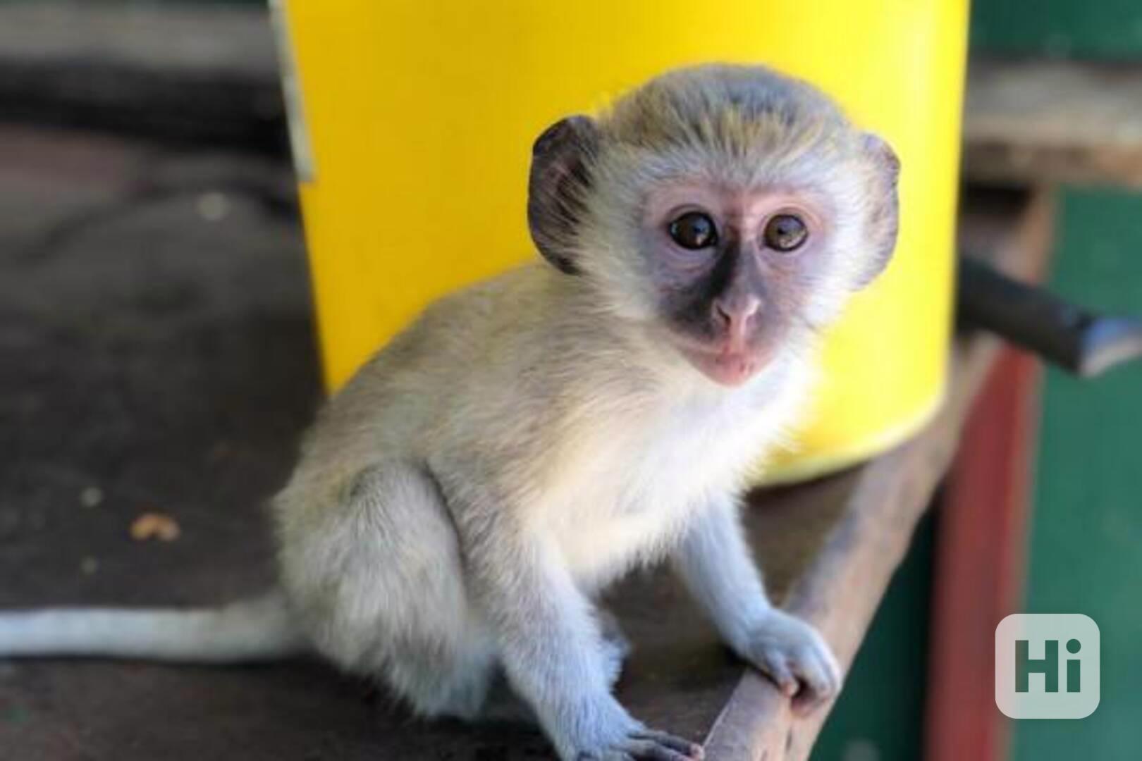 Zdravé kapucínské opice připravené pro vás - foto 1