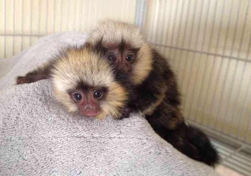 Kosmani trpasličí k adopci. - foto 1