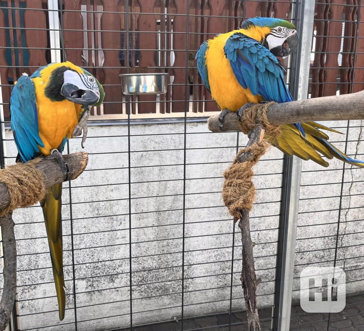 Rozkošný samec a samice papoušků ara červených - foto 1
