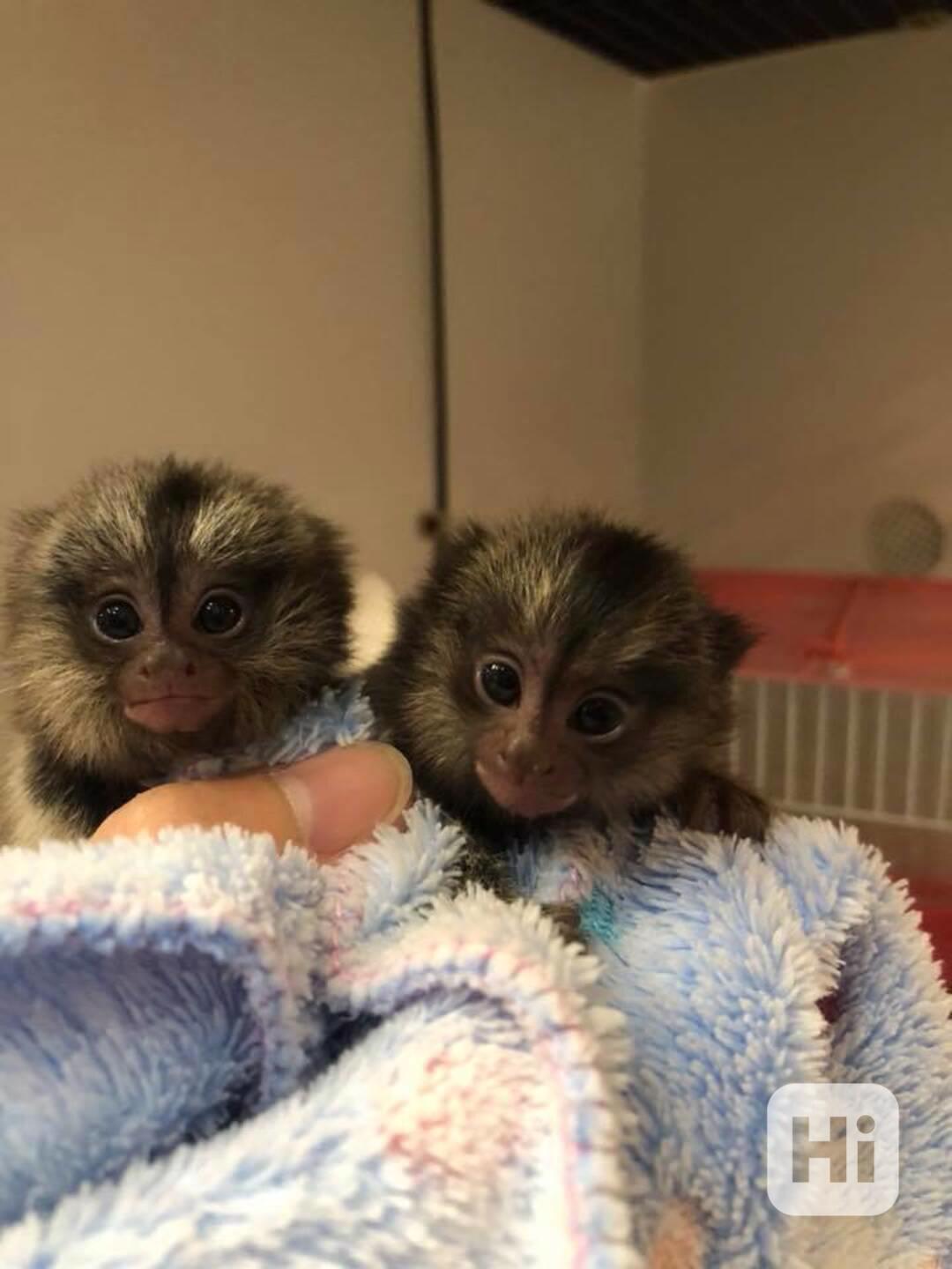 Rozkošné malé kapucínské opičky k adopci!!! - foto 1