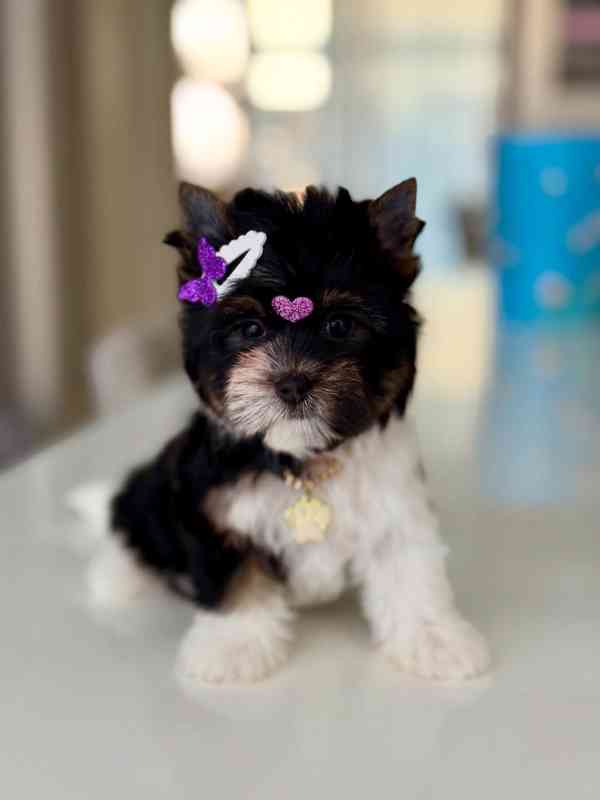 Rozkošná štěňátka jorkšírského teriéra připravená na svůj tr - foto 3