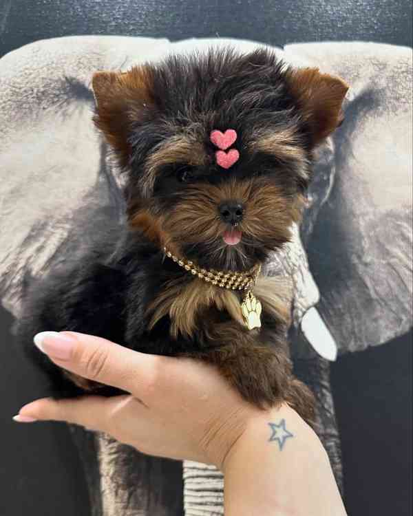 Rozkošná štěňátka jorkšírského teriéra připravená na svůj tr - foto 4