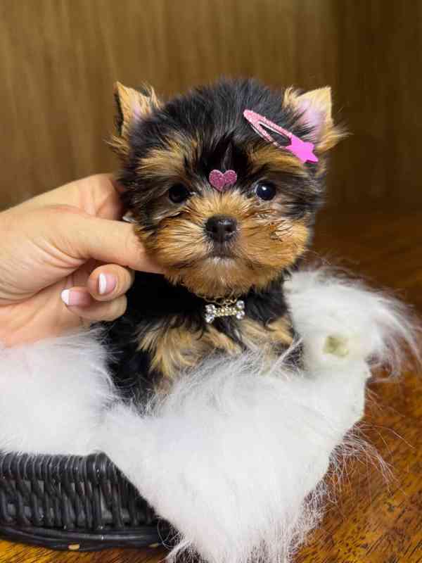 Rozkošná štěňátka jorkšírského teriéra připravená na svůj tr