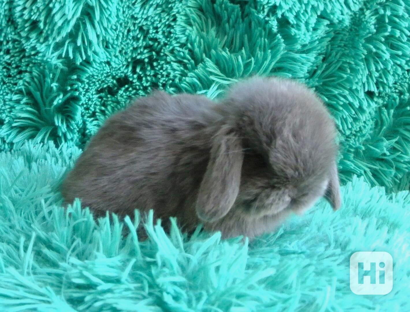 Minilop-beránek - foto 1