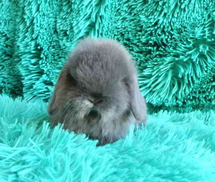 Minilop-beránek - foto 2