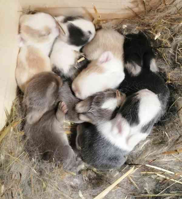 Minilop-beránek - foto 3