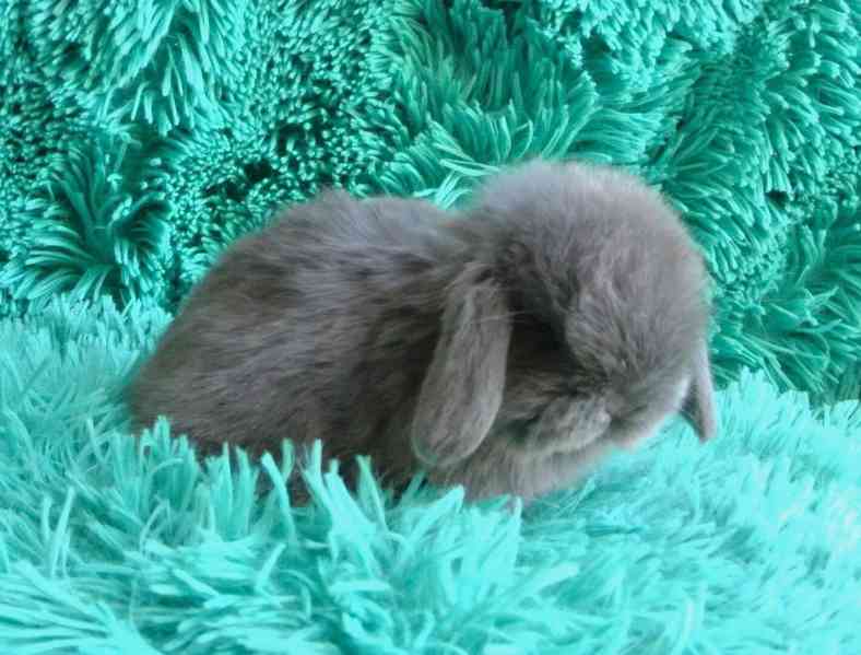 Minilop-beránek - foto 1