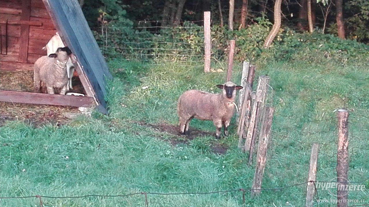 Prodám ovečku - foto 1