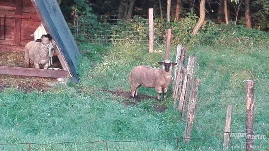 Prodám ovečku - foto 1