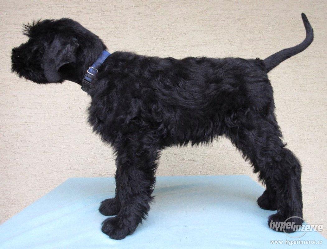 Velký knírač - pejsek na prodej - foto 1