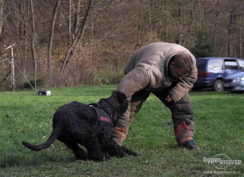 Velký knírač - pejsek na prodej - foto 3