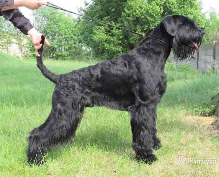 Velký knírač - pejsek na prodej - foto 4