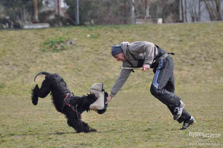 Velký knírač - pejsek na prodej - foto 5