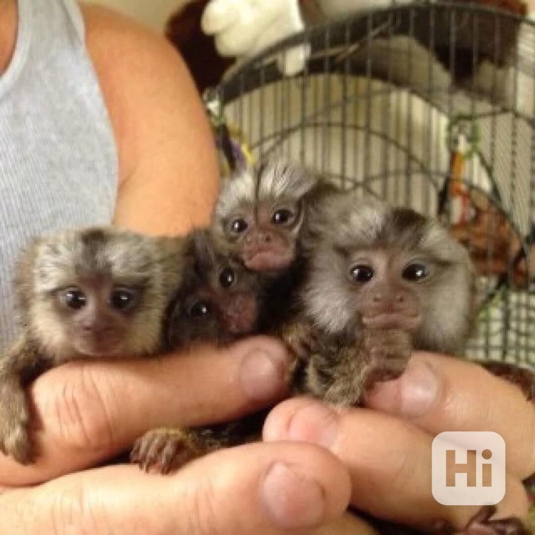 krásné opice marmoset k adopci - foto 1