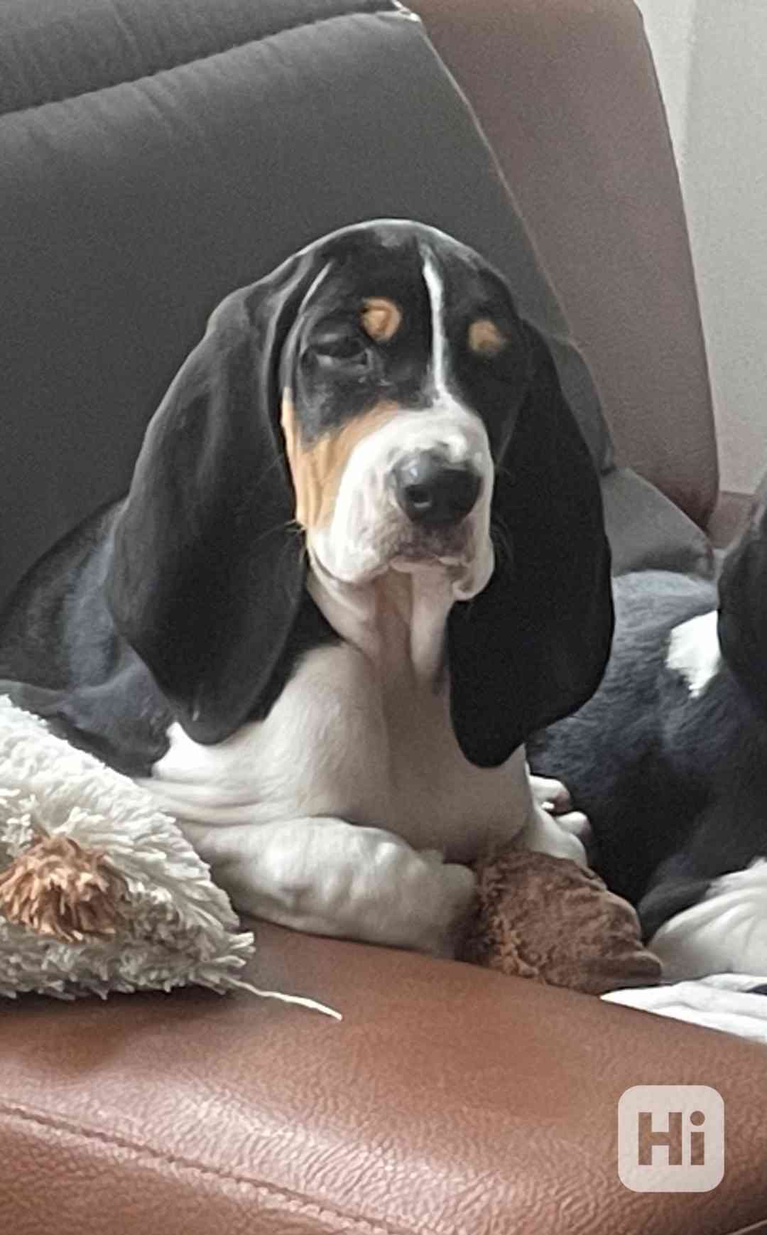 Prodám štěňata bernského honiče - foto 1