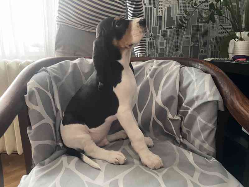 Prodám štěňata bernského honiče - foto 2