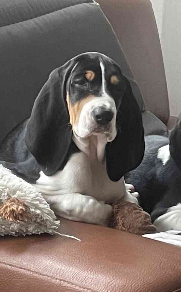 Prodám štěňata bernského honiče - foto 1