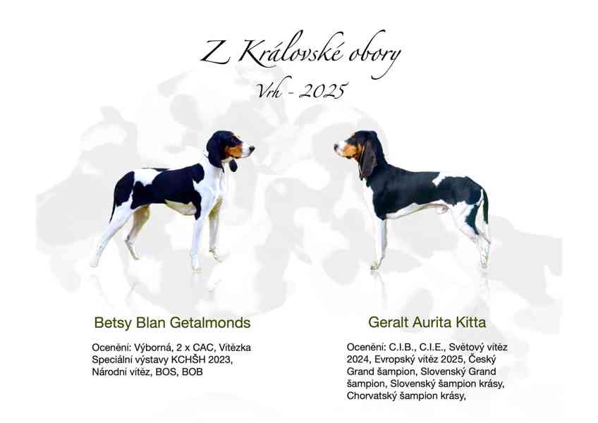 Prodám štěňata bernského honiče - foto 5