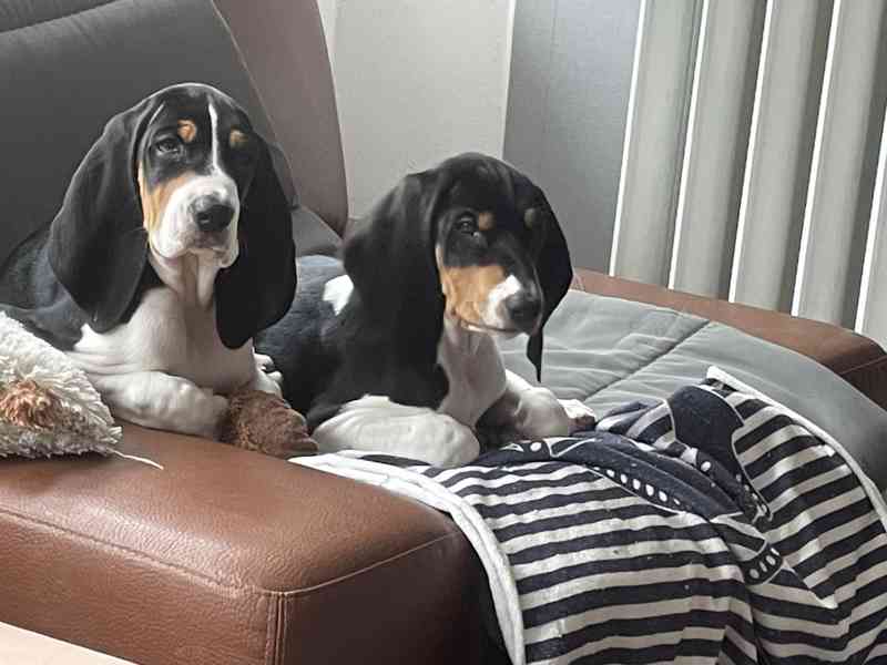 Prodám štěňata bernského honiče - foto 3