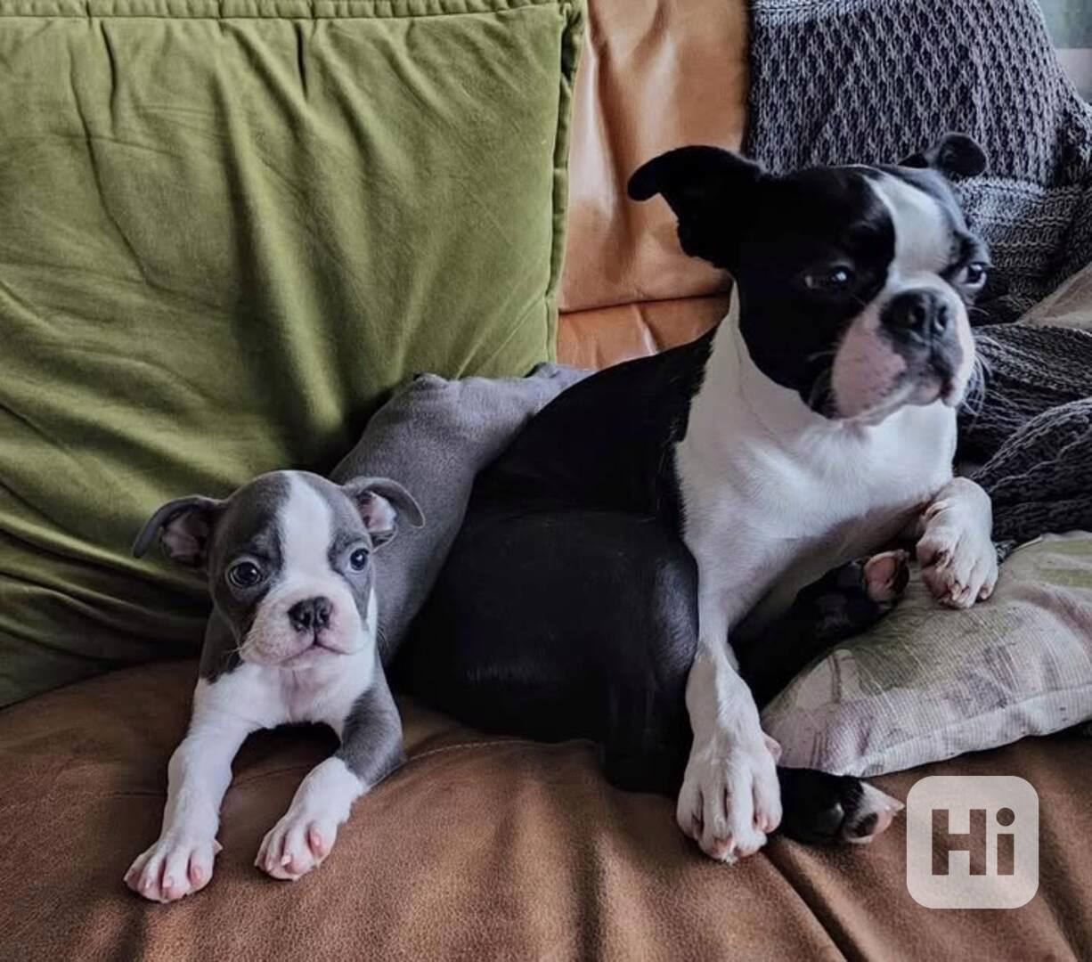 Štěňátko "Amerického gentlemana"! - foto 1