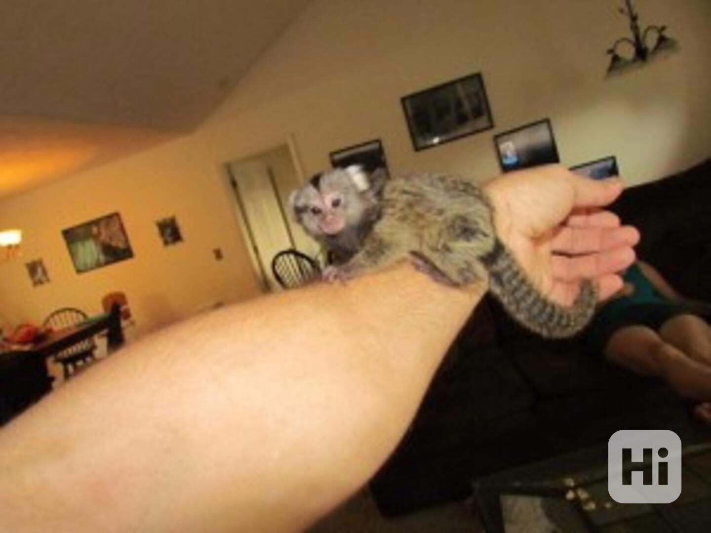 Okouzlující opička kosman k dispozici - foto 1